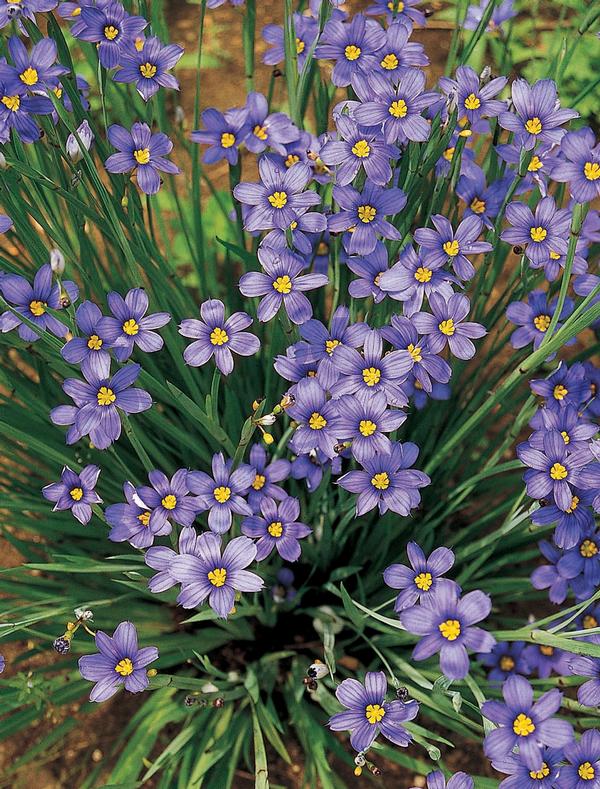 Sisyrinchium angustifolium Lucerne