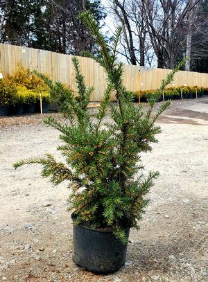 Taxus x media Densiformis