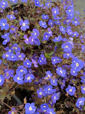 Veronica peduncularis Georgia Blue