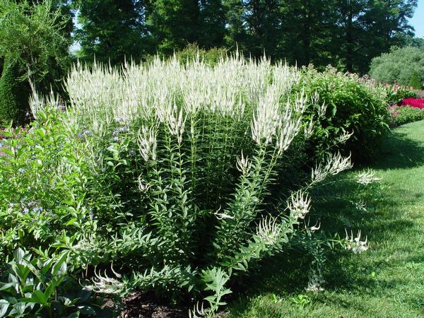 Veronicastrum virginicum 