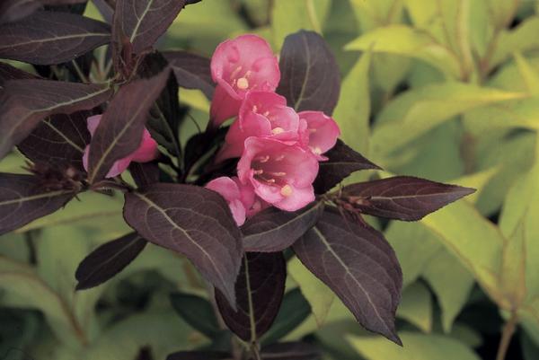 Weigela florida Wine & Roses® 