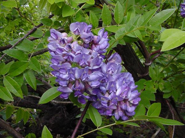 Wisteria frutescens Amethyst Falls