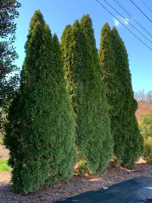 Thuja occidentalis Emerald Green