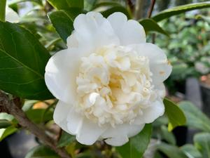 Camellia japonica Man Size