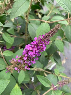 Buddleia Blue Chip Jr.(PP26581) LO & BEHOLD® 