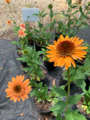 Echinacea supreme Cantaloupe