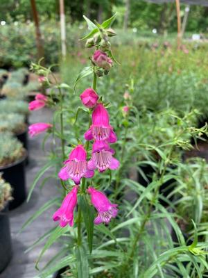 Penstemon mexicali Red Rocks