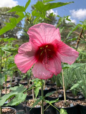 Hibiscus moscheutos Lady Baltimore