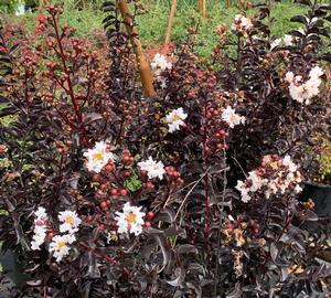 Lagerstroemia indica Ebony and Ivory