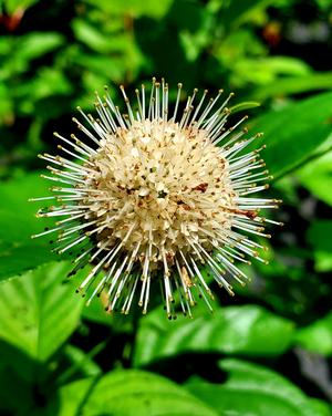 Cephalanthus occidentalis Fiber Optics®(PP29475) First Editions 