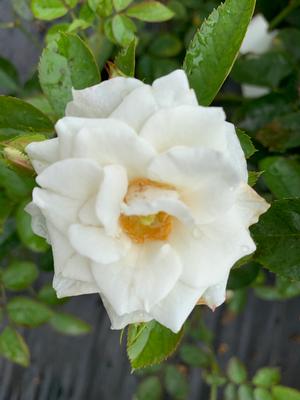 Rosa floribunda Veranda® White (PPAF) 