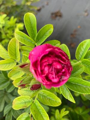 Rosa Rugosa Purple Pavement