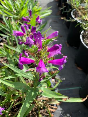 Penstemon Rock Candy Blue