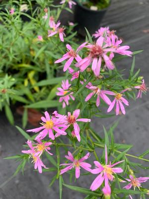 Aster novae angliae Kickin Pink Chiffon