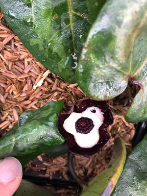 Asarum maximim Ling Ling