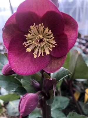 Helleborus Frostkiss Anna's Red