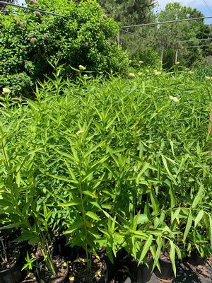 Asclepias incarnata Ice Ballet