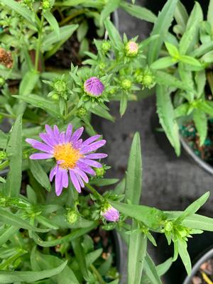 Aster dumosus Woods Blue