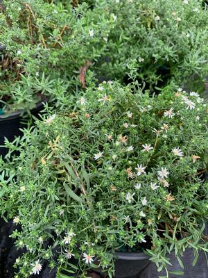 Aster ericoides Snow Flurry