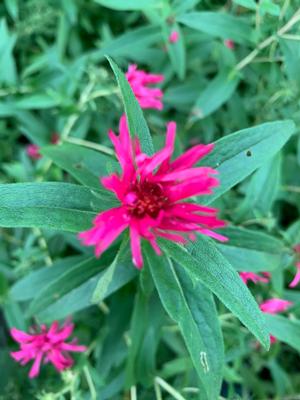 Aster novae-angliae Alma Potschke