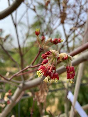 Acer japonicum Meigetsu