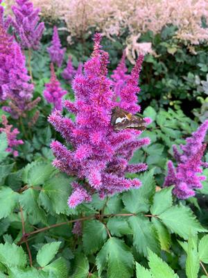 Astilbe chinensis Visions