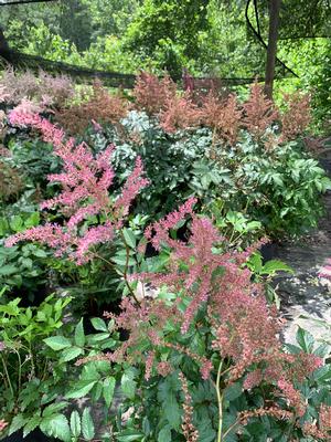 Astilbe japonica Rheinland