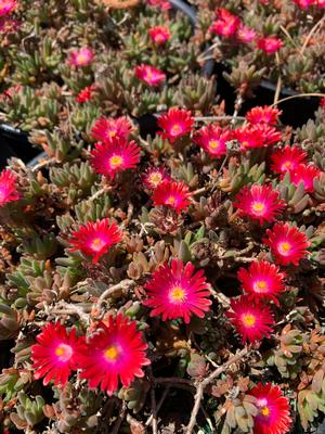 Delosperma Jewel of Desert Garnet