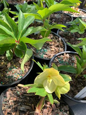 Helleborus California Dreaming