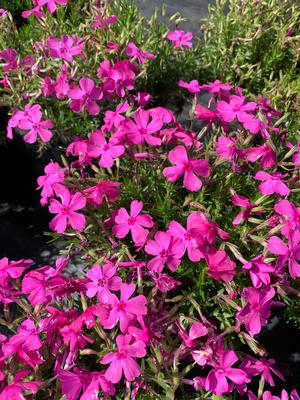 Phlox subulata Drummonds Pink