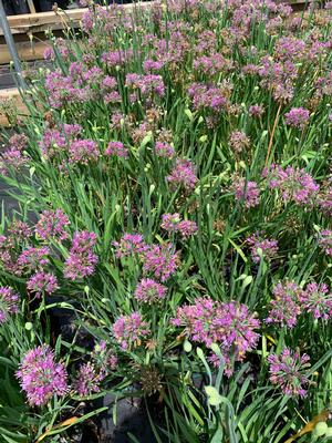 Allium Lavender Bubbles