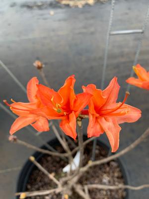 Azalea-Rhododendron Deciduous Mandarin Lights