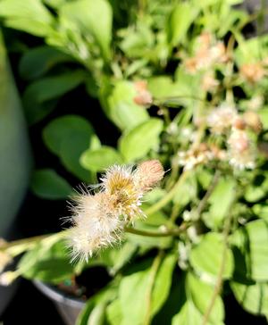 Antennaria plantaginifolia 