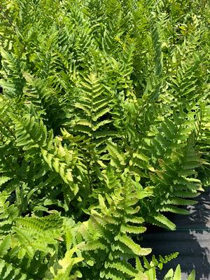 Fern-Dryopteris tokyoensis 