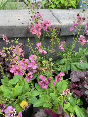 Verbascum Plum Smokey