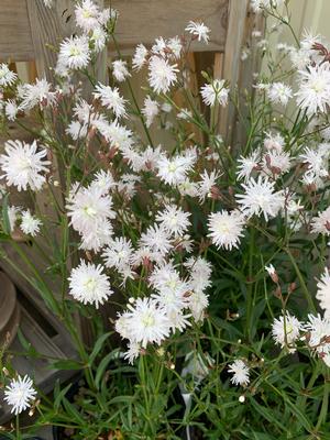 Lychnis Petite Henri