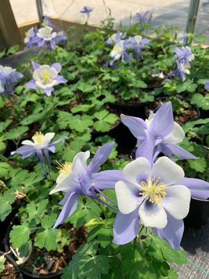 Aquilegia Songbird Bluebird