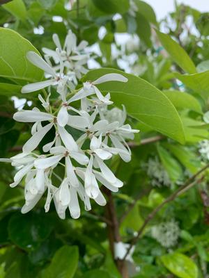 Chionanthus retusus China Snow