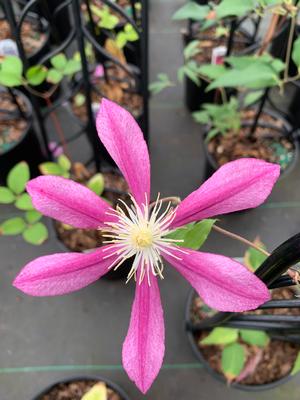 Clematis Liberation