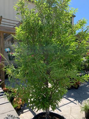 Fagus sylvatica asplenifolia 