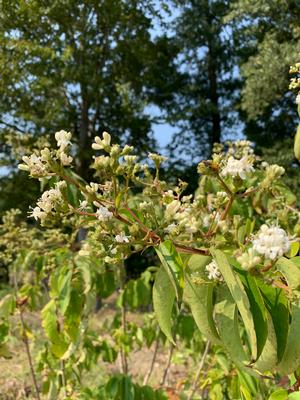 Heptacodium miconioides 