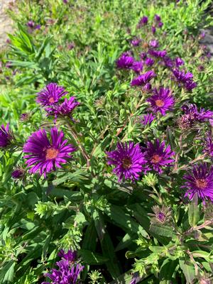 Aster novae-angliae Grape Crush