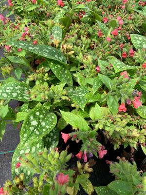 Pulmonaria Shrimps on the Barbie