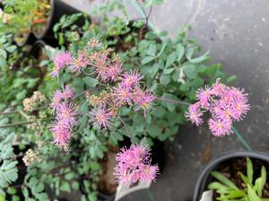 Thalictrum rochebruneanum Yulia