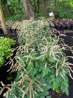 Aruncus Misty Lace