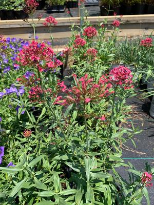 Centranthus ruber 