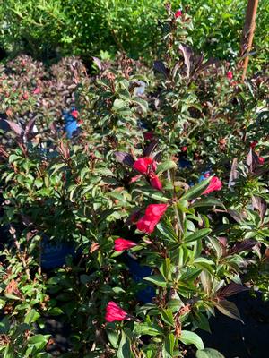 Weigela x Electric Love® (pp30065) 