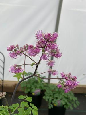 Thalictrum Black Stockings