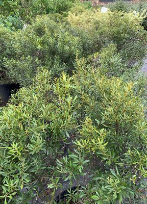 Myrica cerifera Strawberry Shortcake