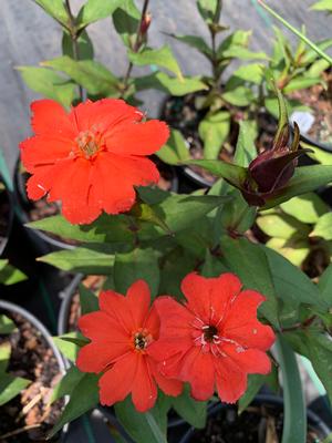 Lychnis Lipstick